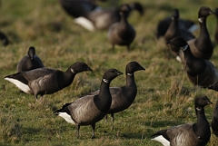 David Plant Photography - Wildlife Photography - Brent goose - F